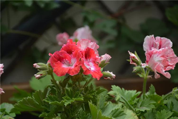 10种天竺葵,天竺葵100种图片大全
