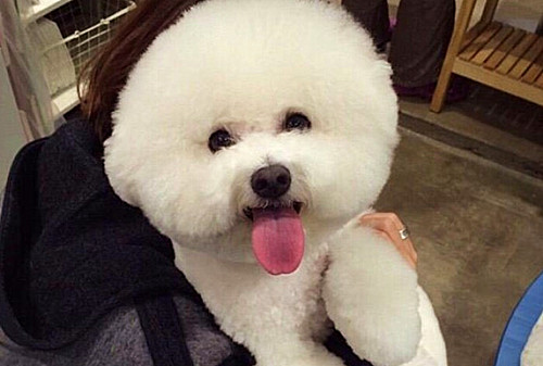 养狗比熊为什么不好,养狗十个忠告