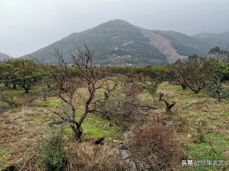 柑橘天牛防治可以管多长时间,柑橘天牛危害时间
