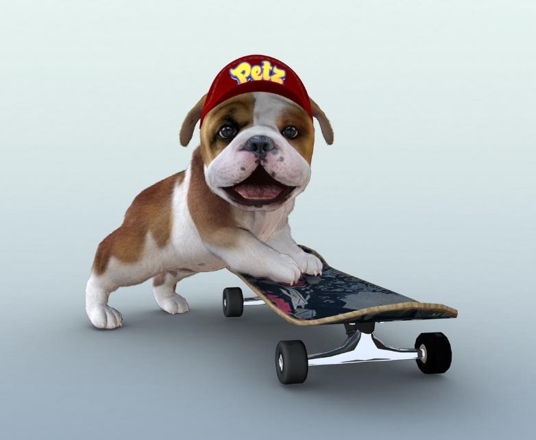 你养的是什么小可爱？要对毛孩子们负起责任哦