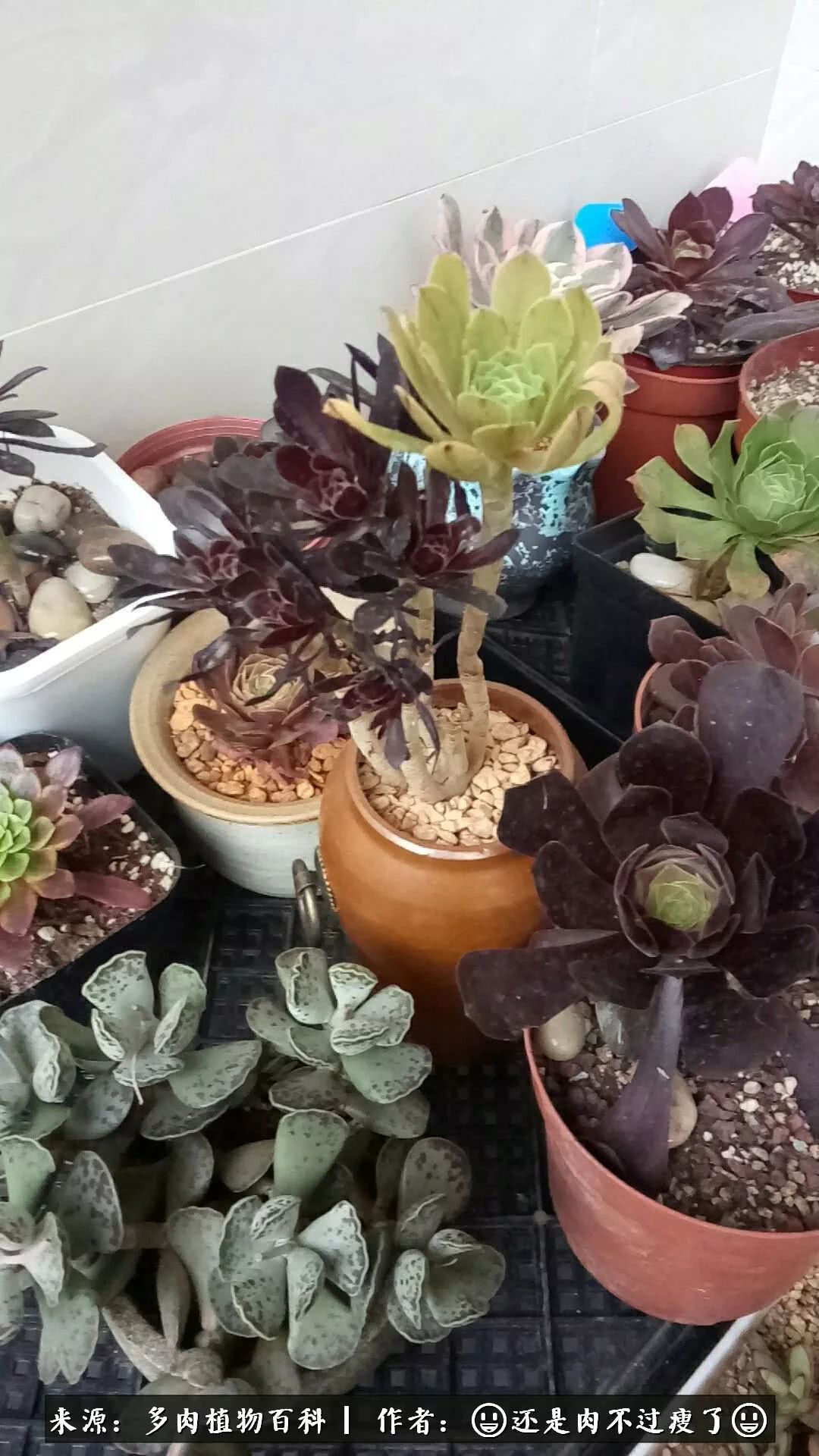 日照弘一法师,日照法师请师父