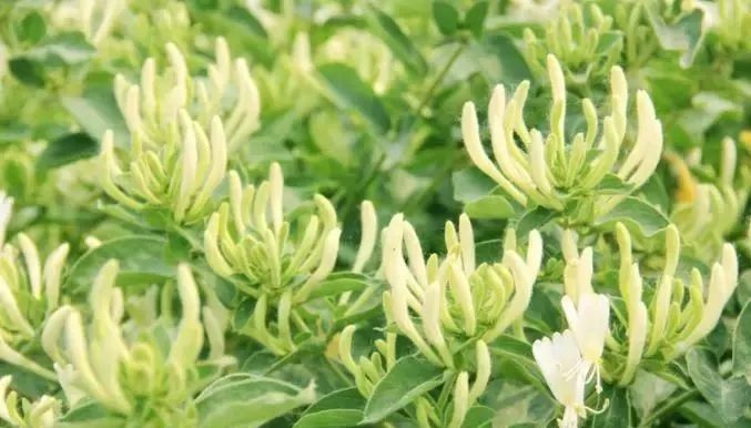 成本小利润大适合小本创业种植,有没有适合年轻人创业的种植项目