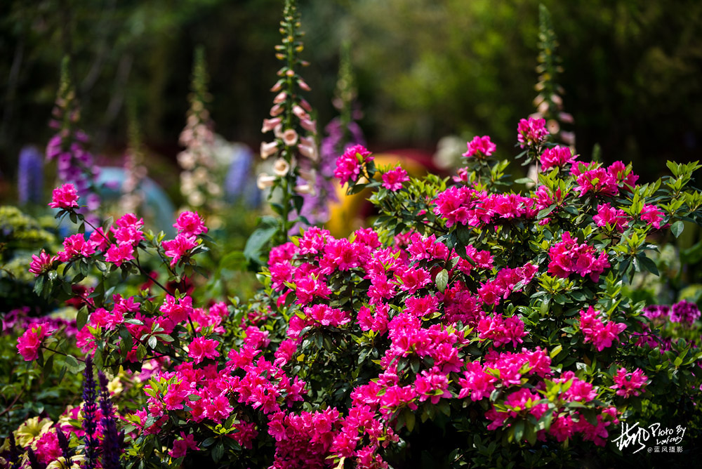 上海国际花展一览表,上海国际花展一览