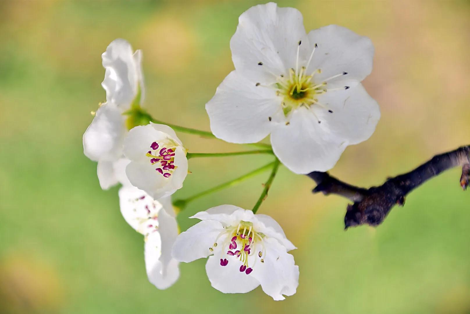 春游梨花林,邂逅三月梨花