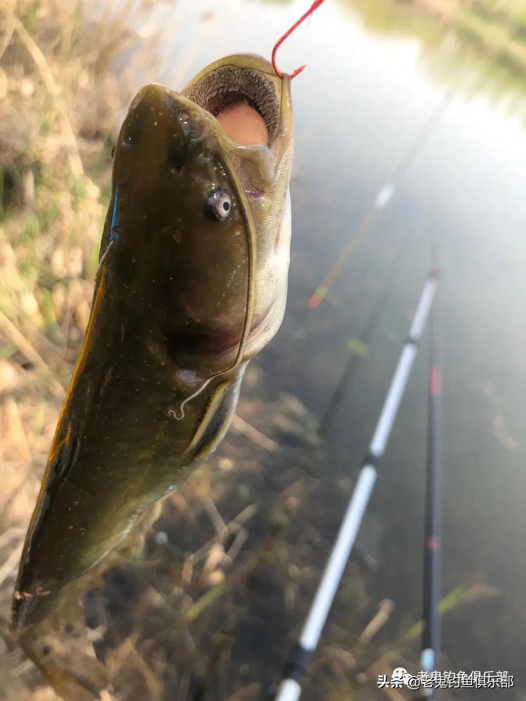 单开红虫,单开红虫拉饵