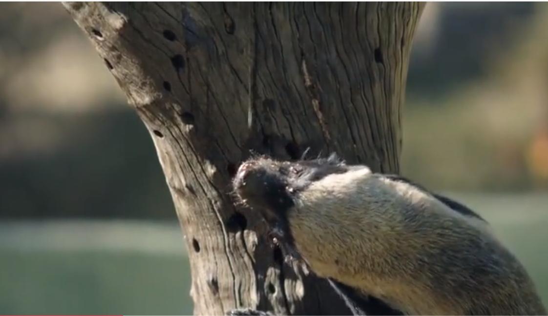 永不服输的蜜獾，曾经有一个保护区饲养了两只，后来怎么样了？