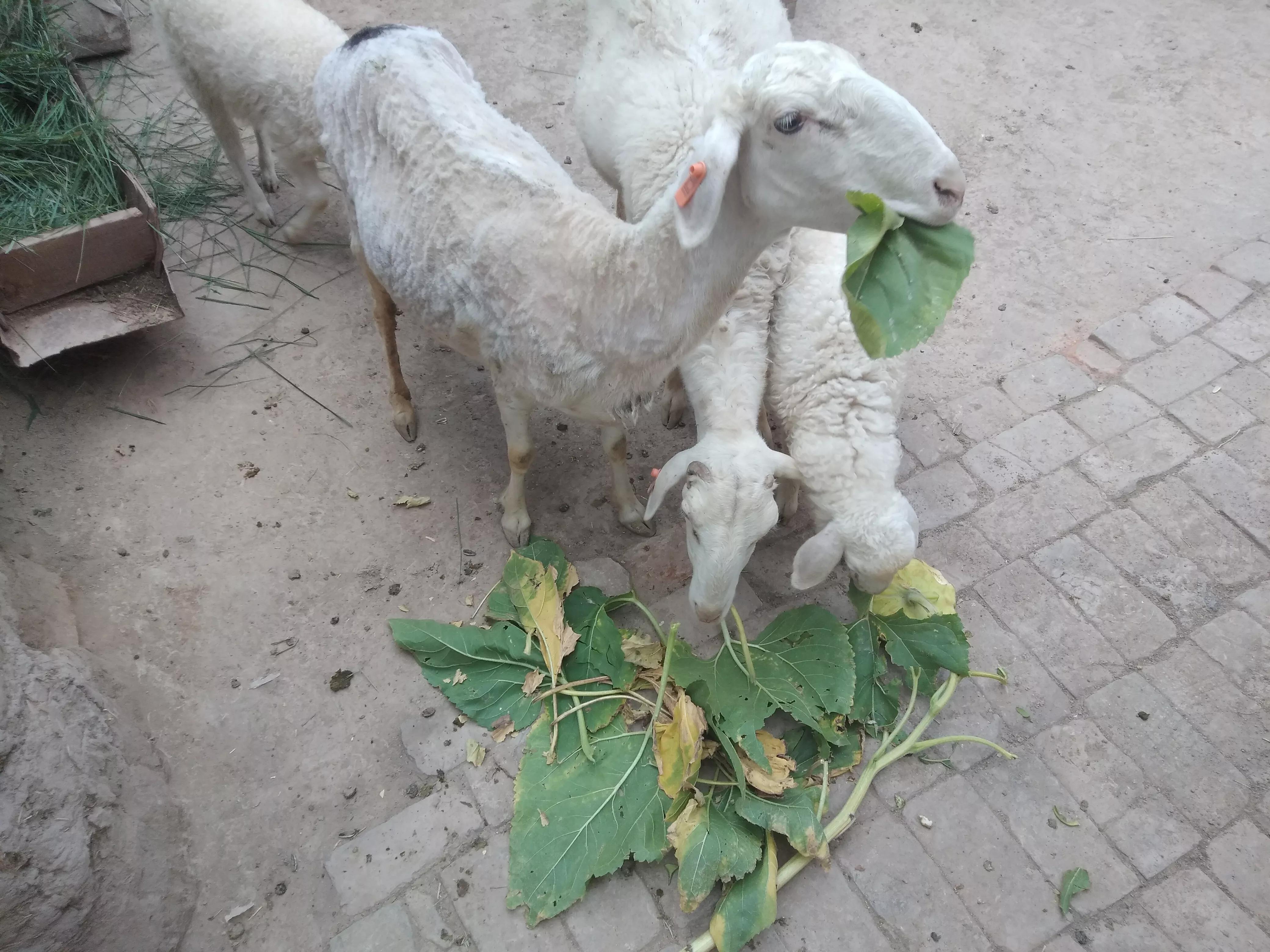 国宝小尾寒羊,小尾寒羊肉质怎么样