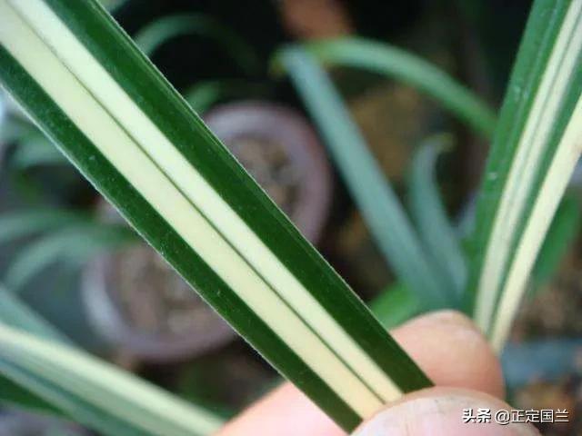 为什么兰花被称为国兰,为什么兰花又叫国兰