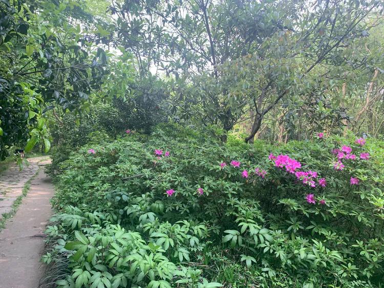 龙井村九溪十八涧徒步最佳路线图,九溪十八涧只有龙井村一个出口吗