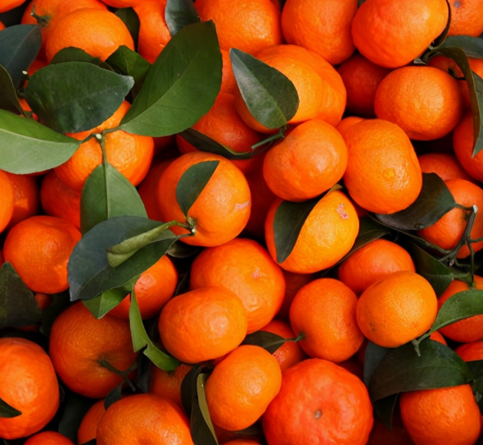 买橘子一定要认清品种,买脐橙外行人看价格内行人看品质