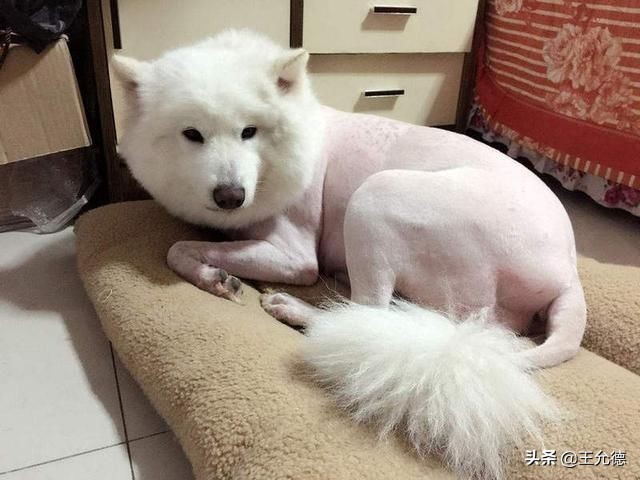 围巾掉毛很严重怎么办,毛绒围巾掉毛的处理方法