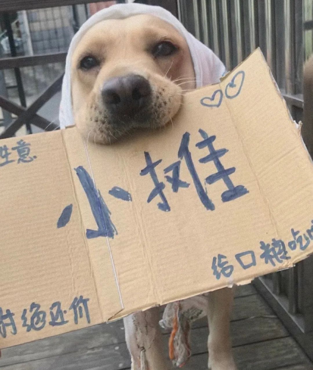 生活不易被迫营业的猫咪,猫咪独自在家铲屎官必做五件事