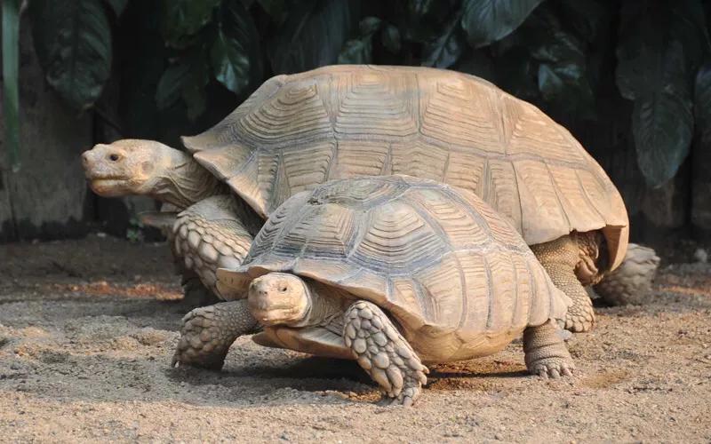 长隆飞鸟乐园拍鸟攻略,广州长隆飞鸟乐园可以摸哪些鸟