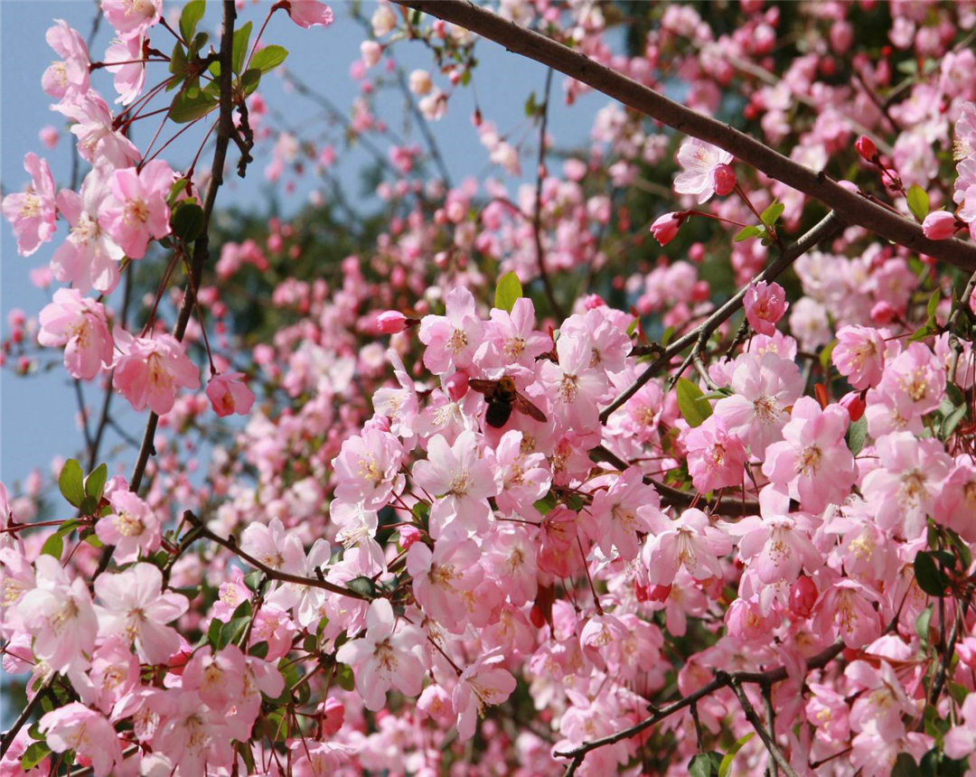 盆栽桃花养殖方法,观赏桃花的养殖方法和注意事项
