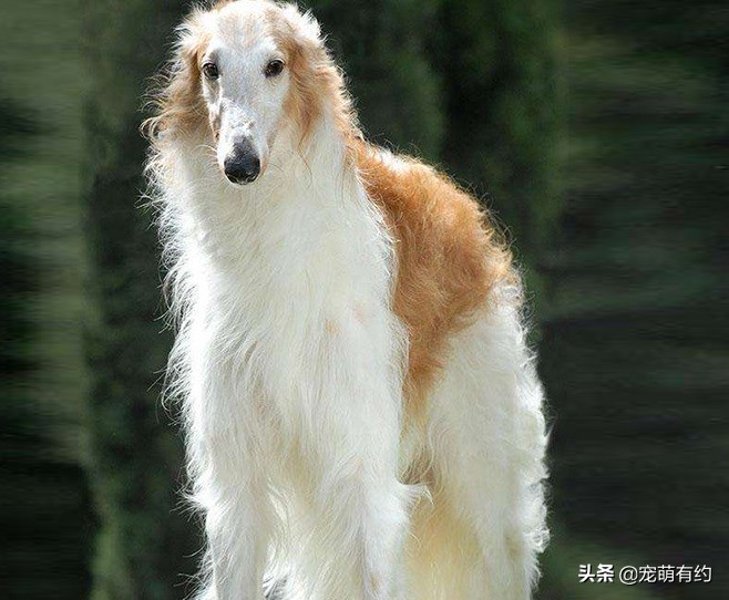 四大猎犬哪种最厉害最可怕,世界上最厉害的猎犬