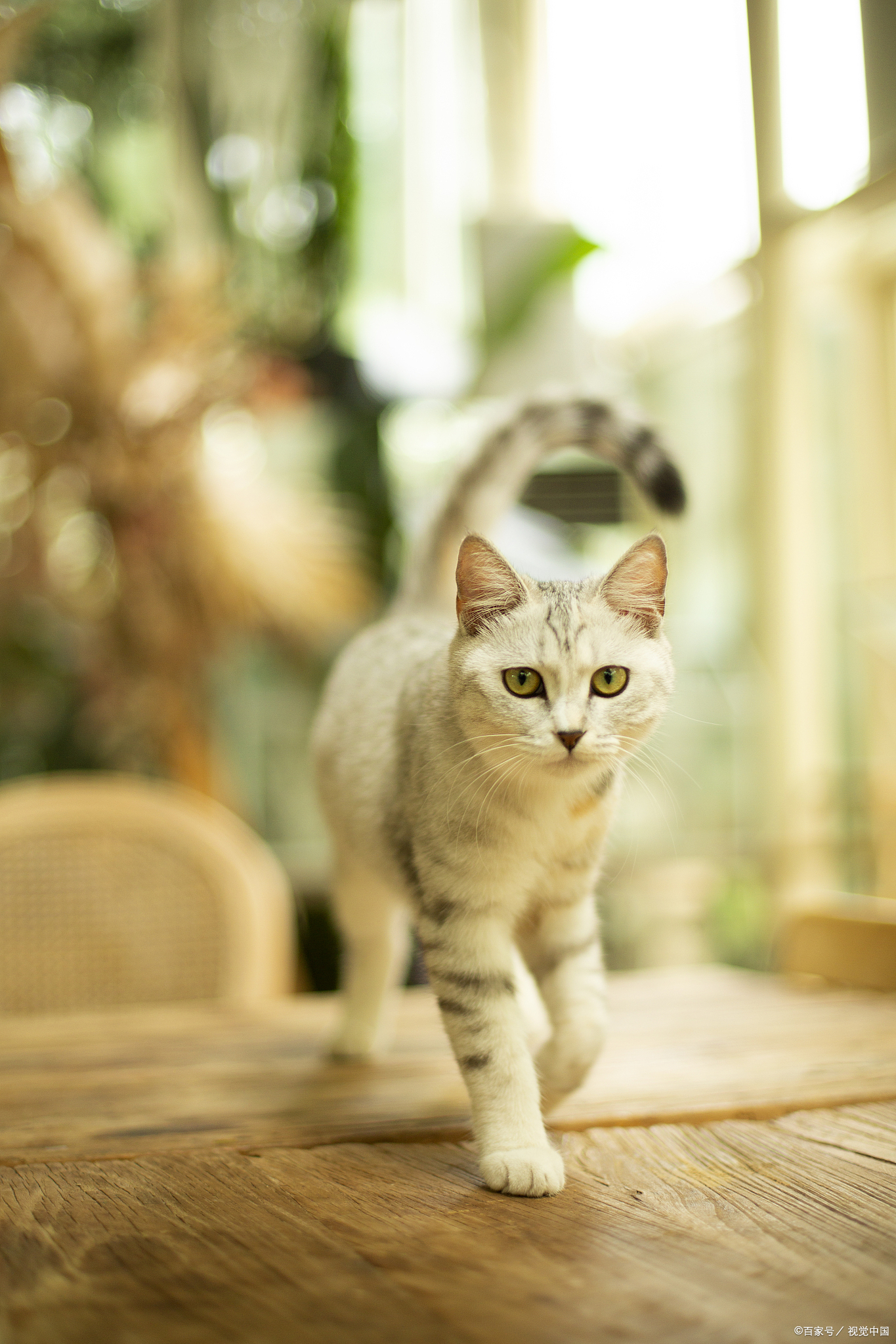 被猫轻微咬伤抓伤需要打针吗,被猫咪咬伤怎么处理伤口