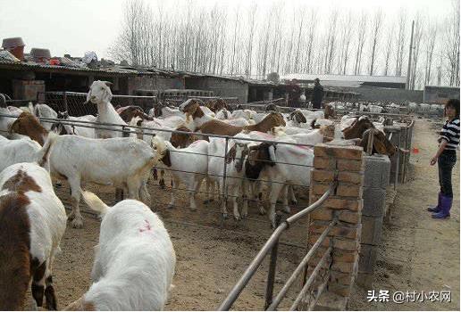 适合农村创业的十大养殖创业项目,返乡创业养殖有哪些扶持政策