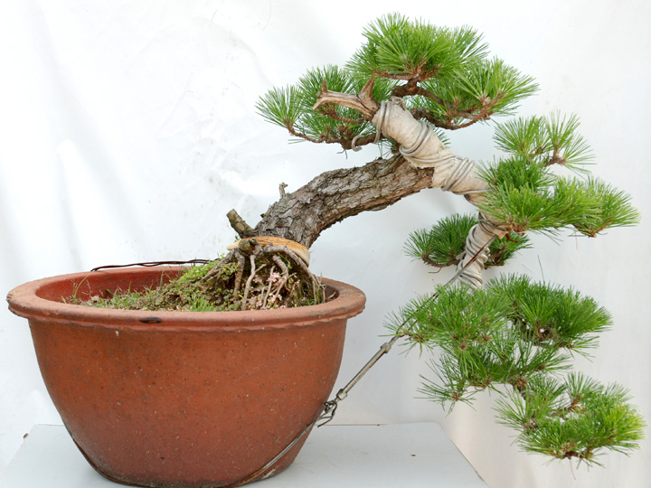 黑松怎么修剪才能粗壮,黑松矮霸盆景制作