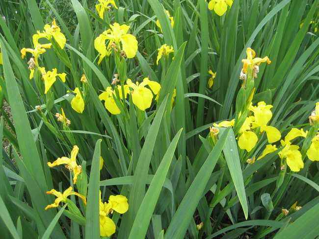 笠翁对韵中的精美词句,笠翁对韵的国学心得