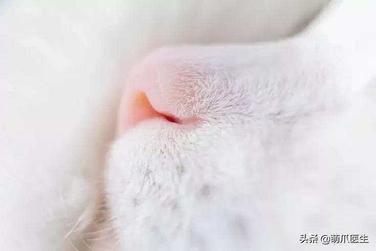 猫咪皮肤有黑斑点还很容易掉毛,猫咪身上有黑色斑点是怎么回事