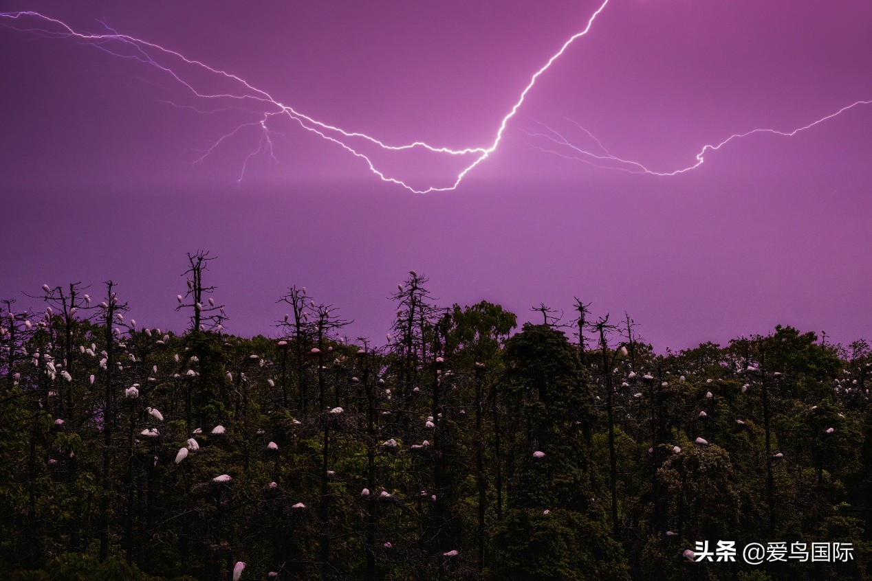 鸟类最好看的照片,100张绝美鸟类图片
