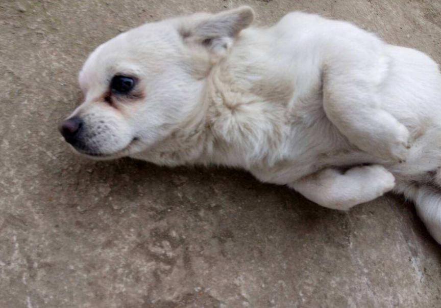 狗狗出现哪6种现象就得了狂犬,狗狗生病的六种表现是什么