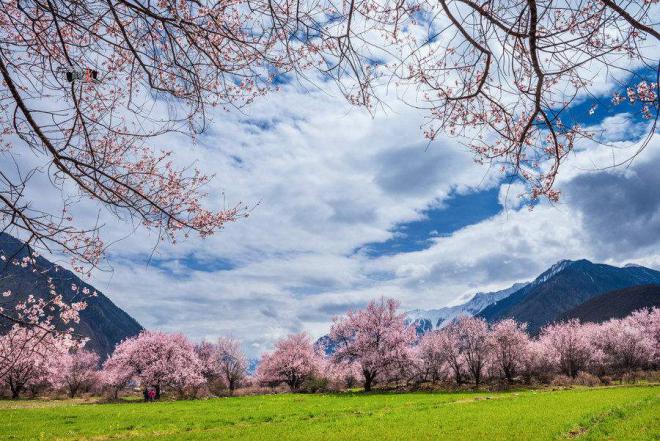 想去林芝怎么办,想去西藏旅游的有吗