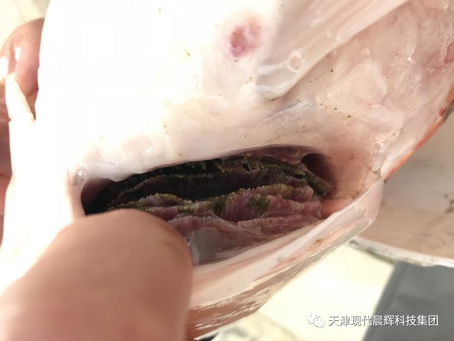 观赏鱼真菌病和细菌病的区别,观赏鱼真菌的症状