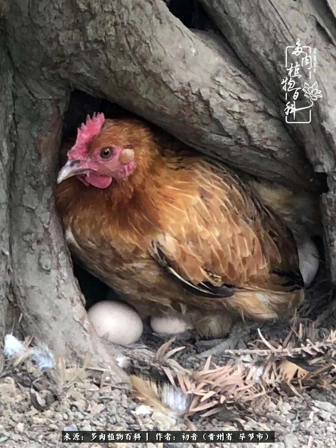 和多肉共度美好时光,与多肉一起成长