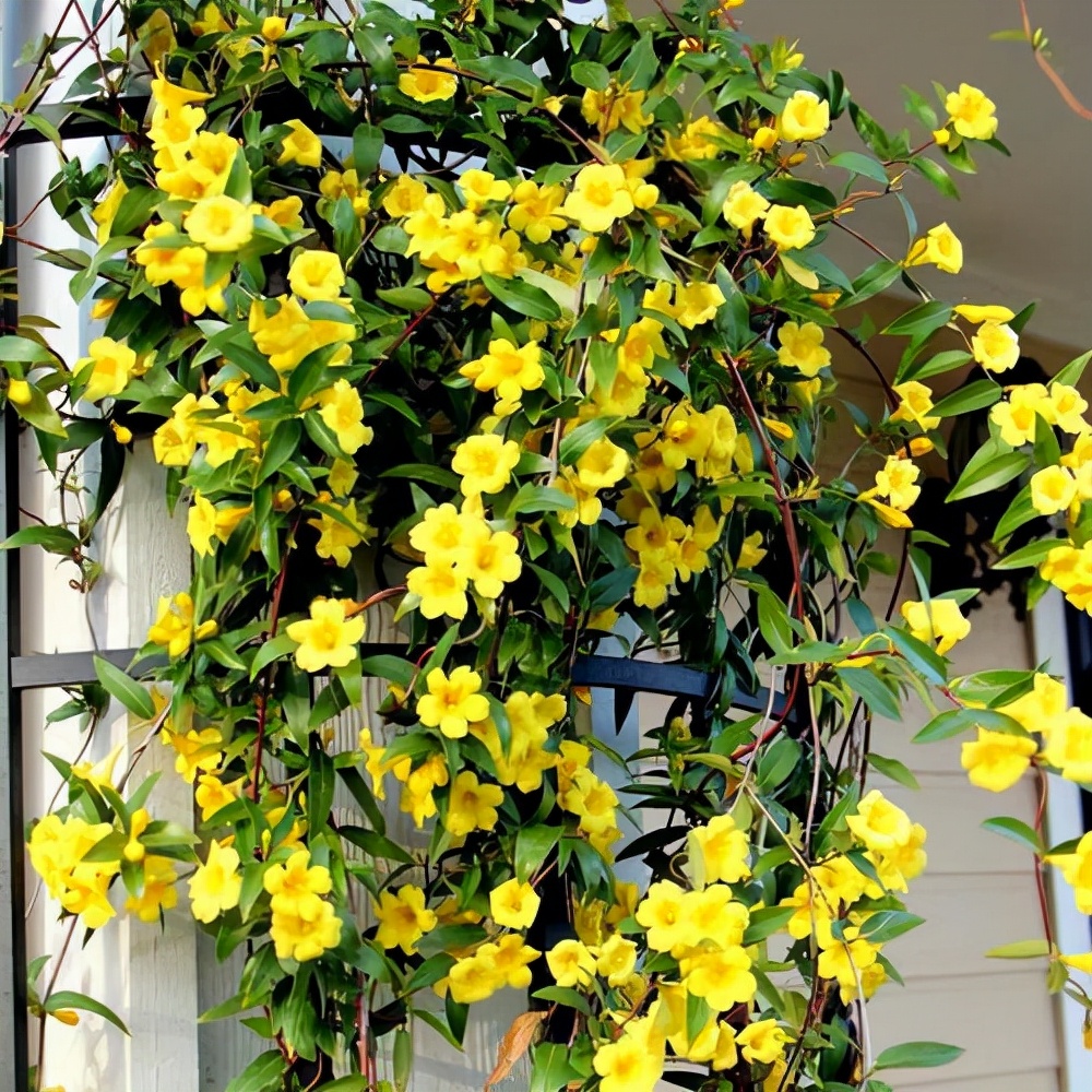 最香的三种花法国香水茉莉,法国香水茉莉怎么养开花多