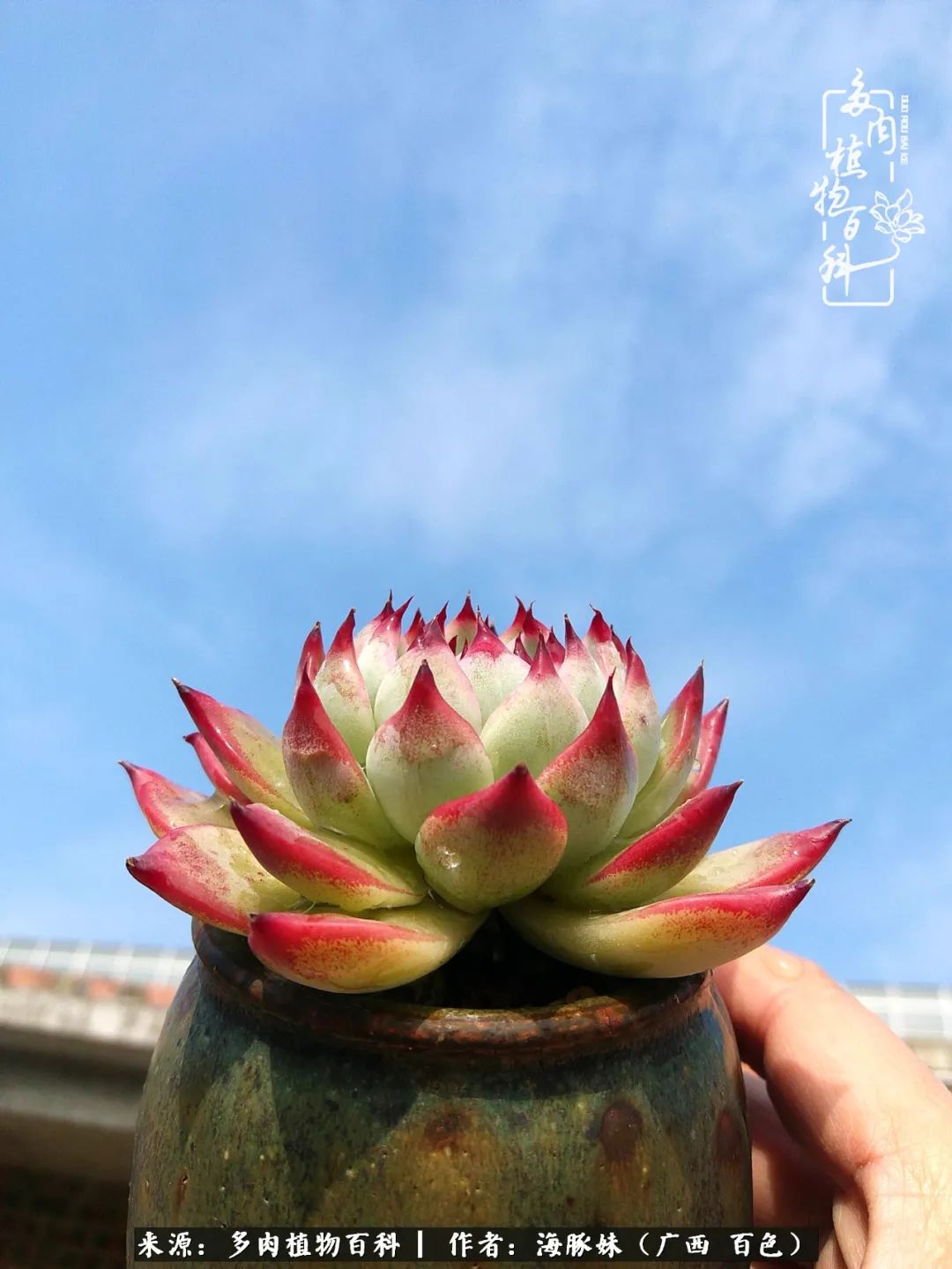 七月的雨,八月的风,多肉植物,我还是喜欢你