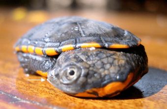 刺颈龟属图片,刺颈龟是保育品种吗