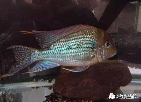 食土鲷一般多大尺寸,食土鲷哪个品种小一点