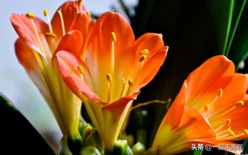 君子兰容易生什么虫,君子兰小飞虫