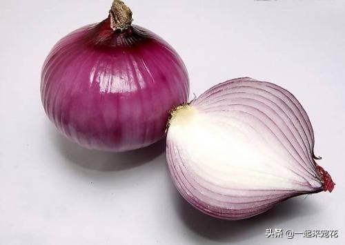 北方养的花杀虫小妙招,5-6月养花