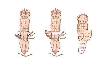 超实用的完整剥皮皮虾的方法,以后吃虾方便多了