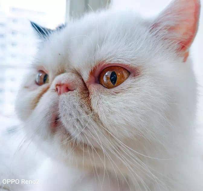 掌握技巧手机也能拍大片 (想用手机拍大片只需要做这一步)