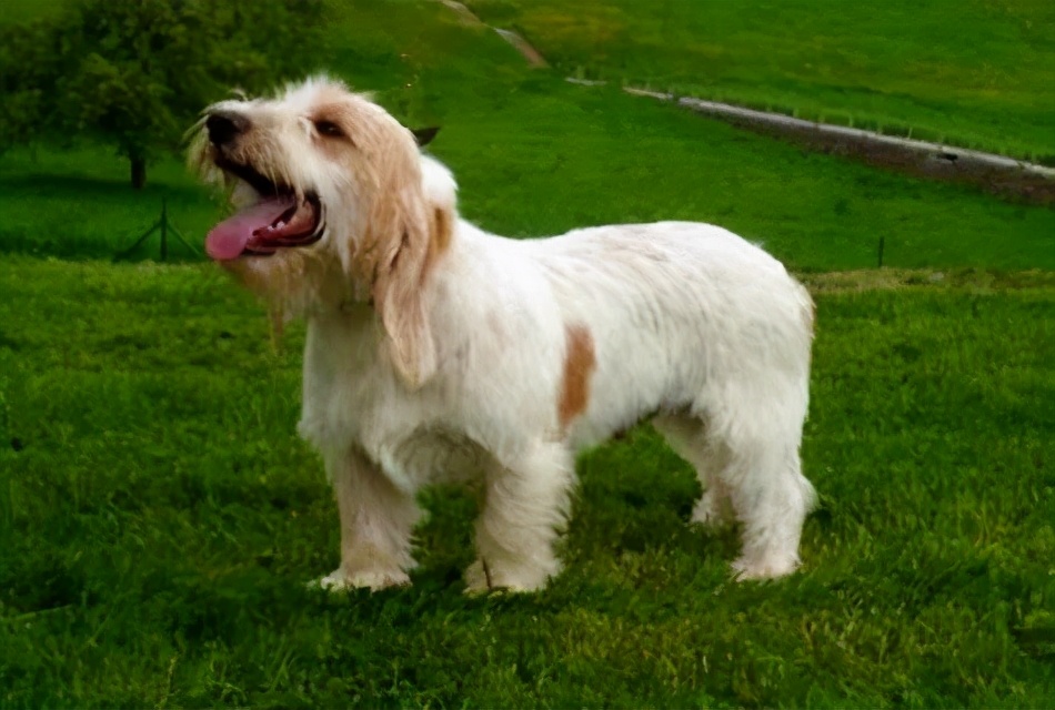 人狗寄生虫,狗狗得寄生虫病去医院治要多少钱