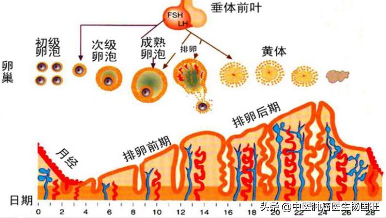 乳腺癌内分泌治疗导致子宫内膜厚,乳腺癌内分泌治疗后子宫内膜增厚