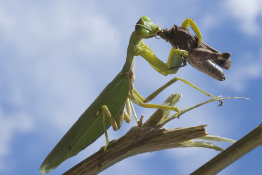 动物世界螳螂的生活习性,动物世界自相残杀视频大全