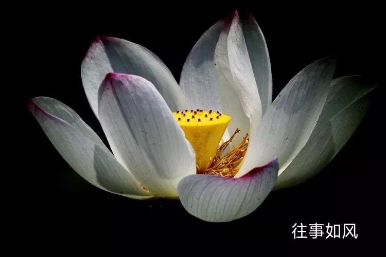 惊艳！淮阳，因为ta，美得不像“画”