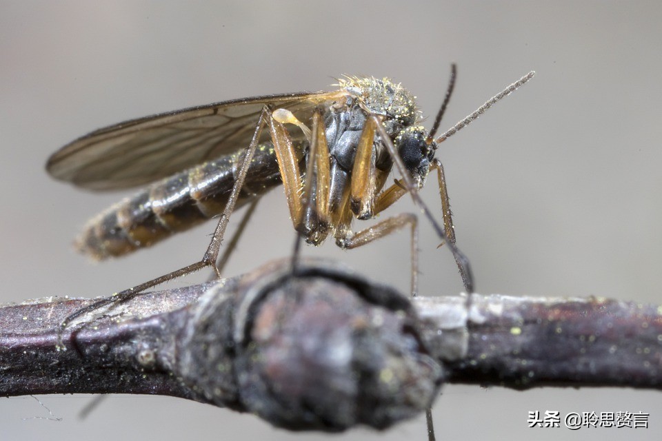 蚊子诗精选三十六首莫恨我心儿毒，只因你口儿馋
