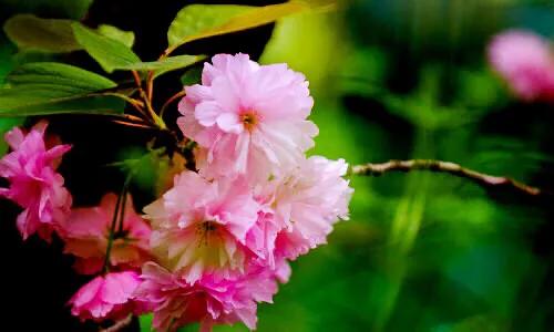 中国最稀少樱花品种阳光樱,樱花品种推荐之迎春樱