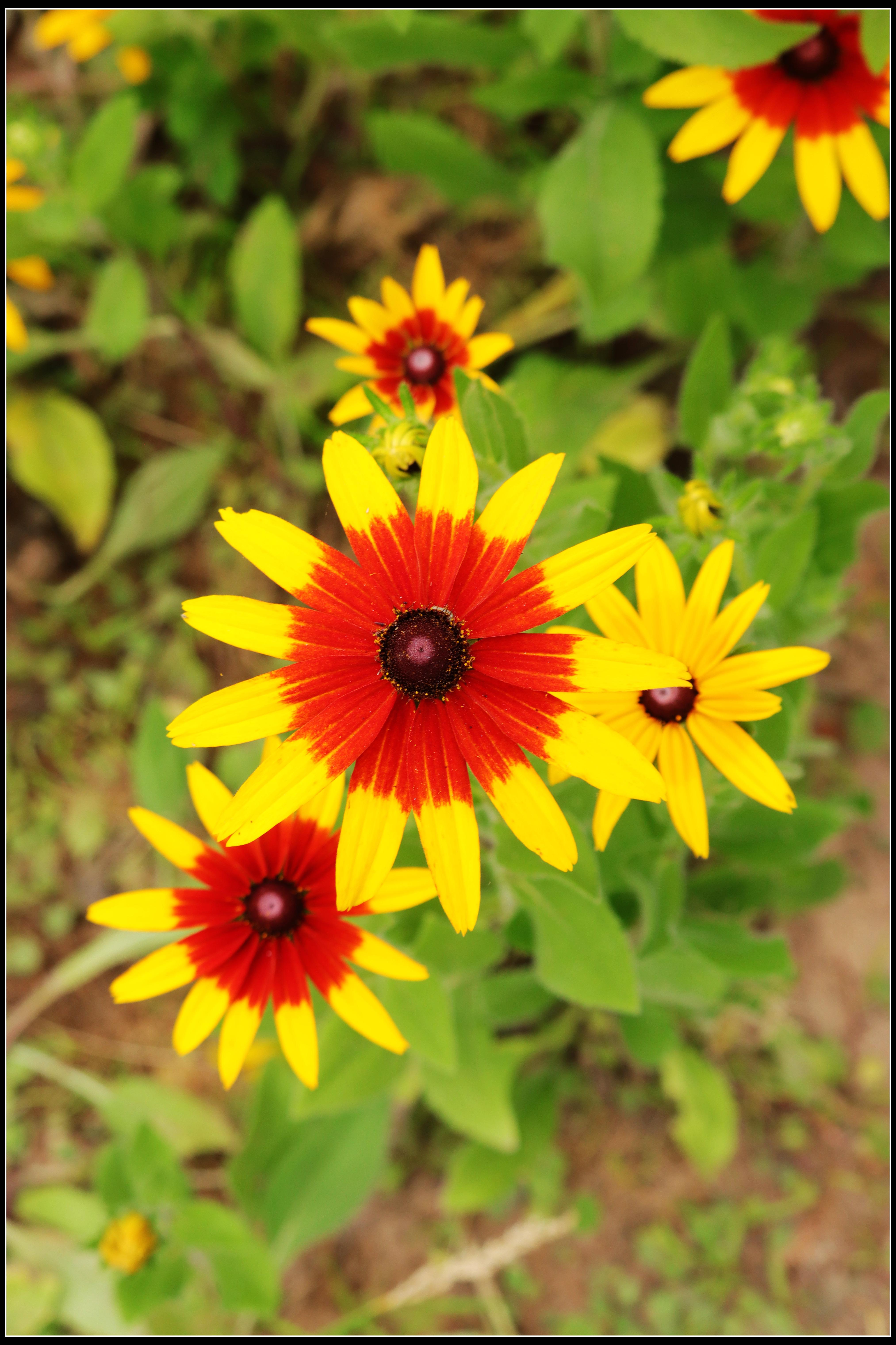 这种花便宜还好养活,5种坑人的花