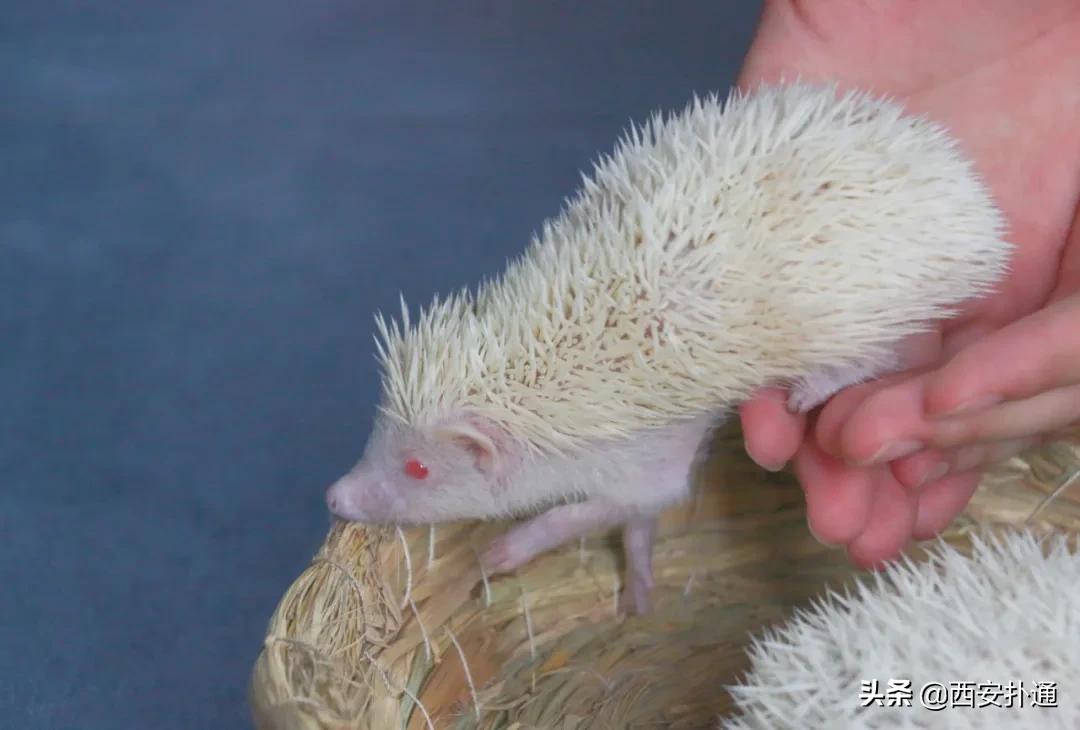 西安撸兔店,西安撸兔体验馆团购