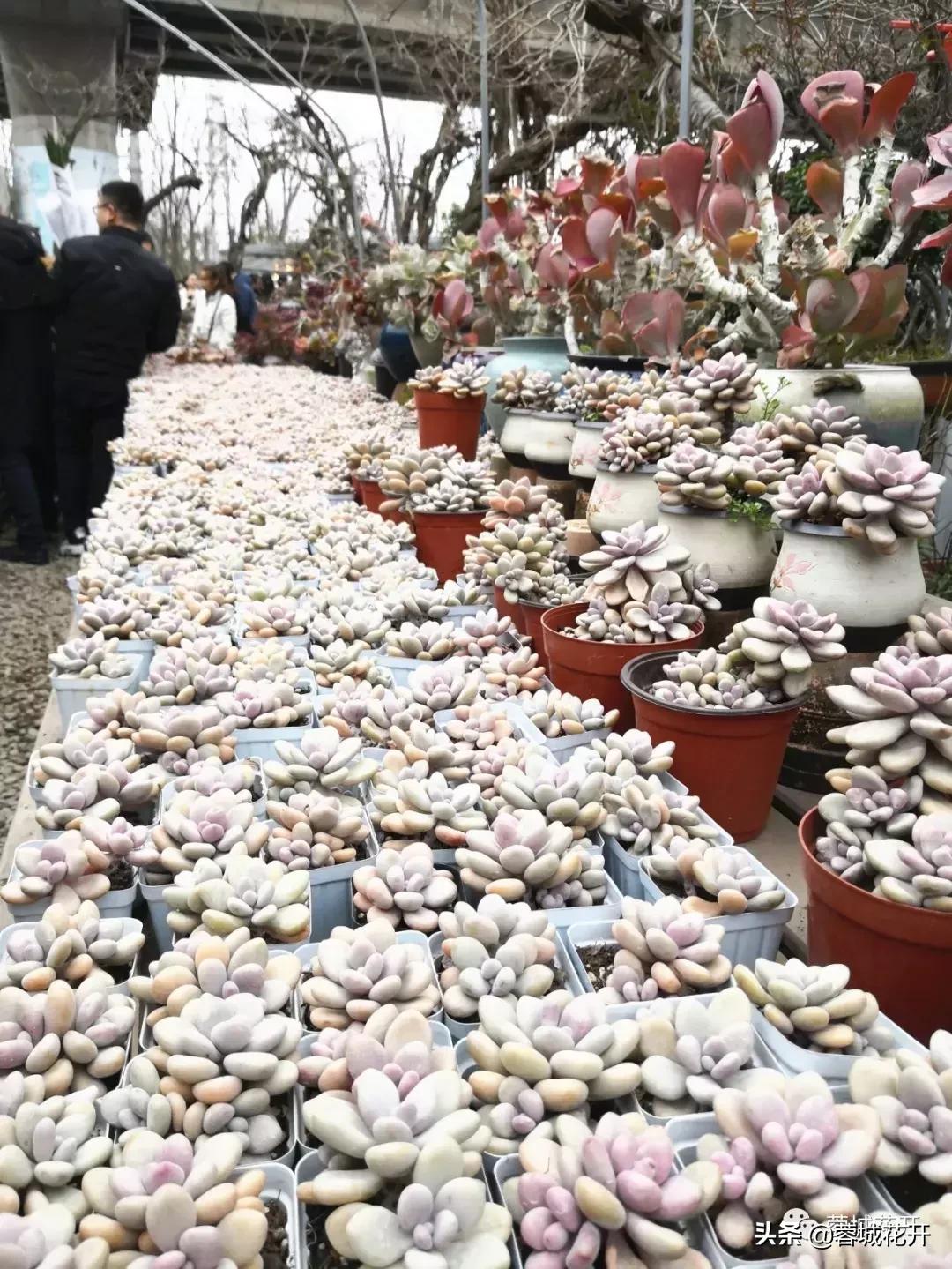 鍥涘窛钃夊煄鑺卞紑鑺卞競,钃夊煄鑺卞競