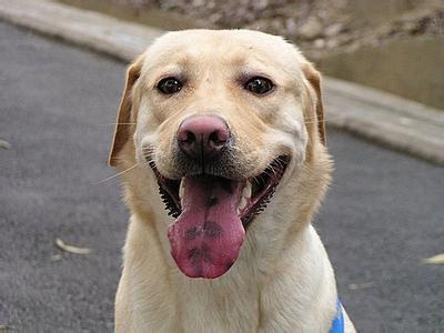 狗狗中暑严重拉血了还能活吗,狗狗到了夏天中暑一直喝水怎么办