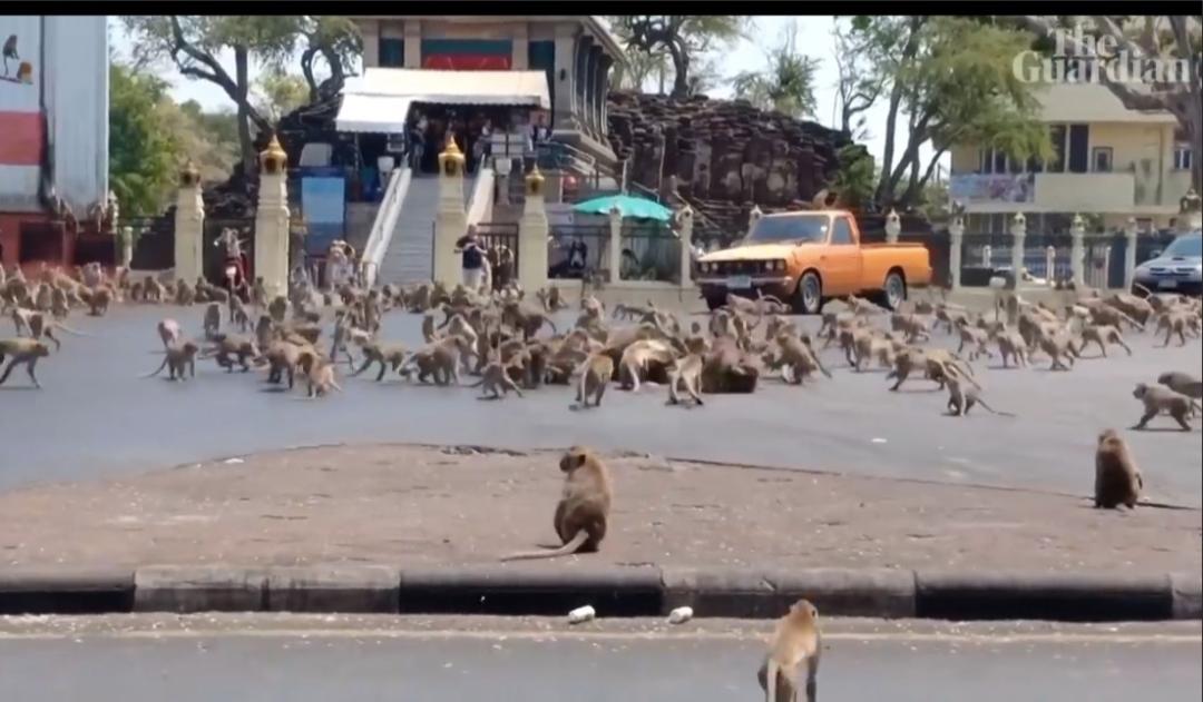 疫情下的清迈大象,泰国疫情后旅游业能恢复吗