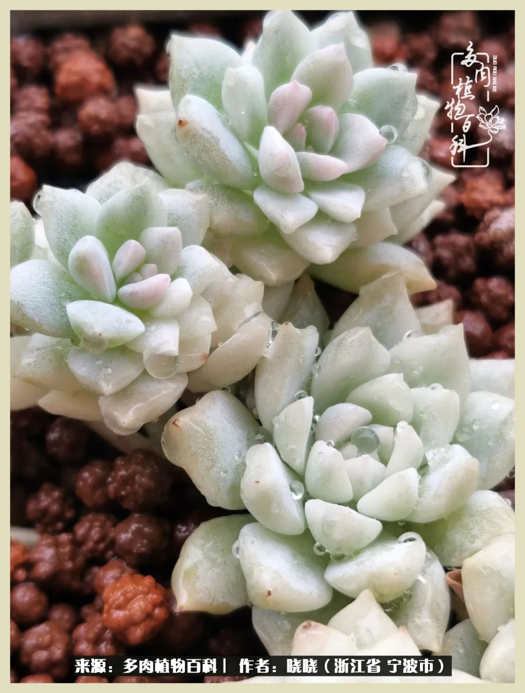 对多肉的热爱深入骨髓,当激情退却希望你依然保持热爱