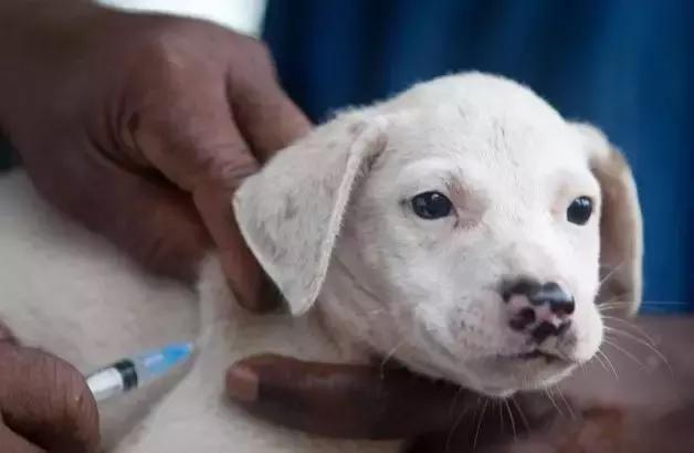 犬猫在什么情况下才会传染狂犬病,狂犬病是患病的猫才会传播的吗